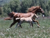 Tennessee Walking Gelding named Arrow when a foal.