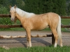 Tennessee Walking Gelding named Arrow when a yearling.