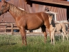 Tennessee Walking Gelding named Maggie when a foal.