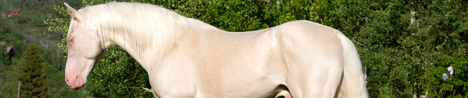 Stallion with a barn name of Pepe