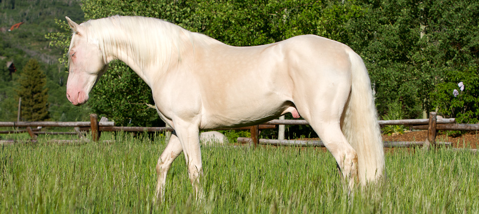 Stallion with a barn name of Pepe