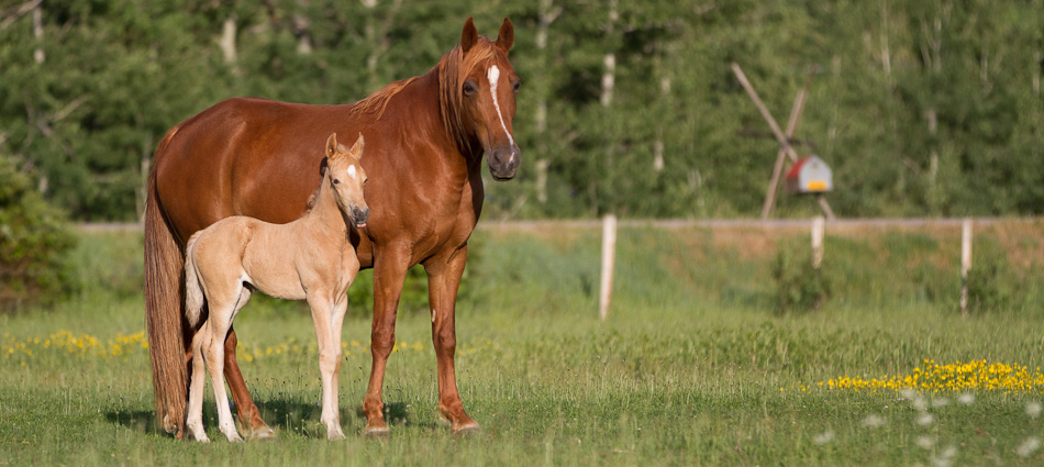 Mare Tennessee Walker named Spice with foal named Daisy.