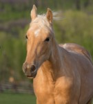 Tennessee Walking Horse with barn name of Daisy