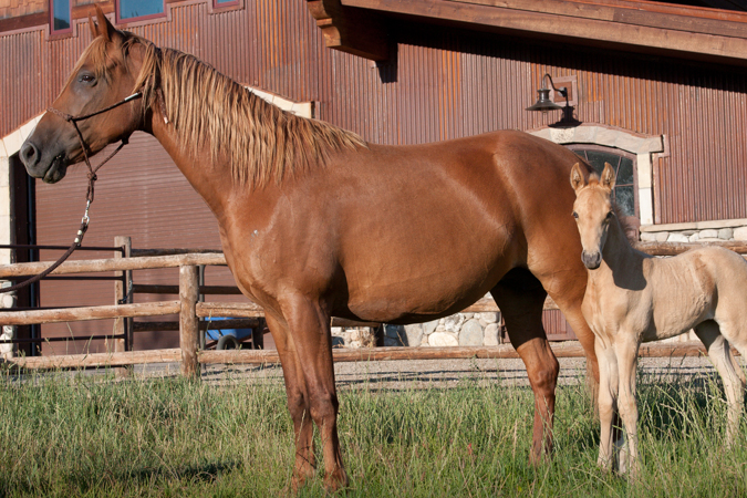 Tennessee Walking Horse with Barn Name of Spice and Foal Named Maggie