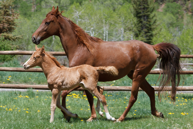 Tennessee Walking Horse with Barn Name of Jazzy and Foal Named Dually