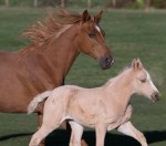Tennessee Walking Horse with Barn Name of Sugar and Foal Named Kula
